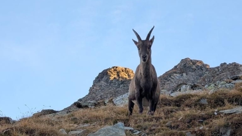 Trail running / Ultra trail