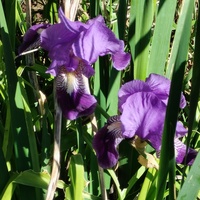 Iris Delrìo